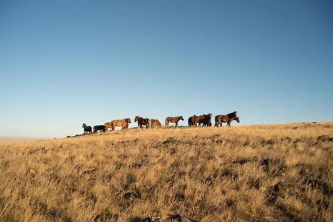 Horses Foto stock