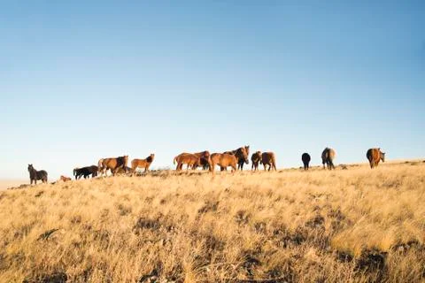 Horses Stock Photos