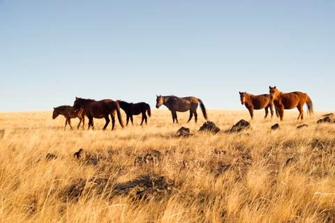 Horses Stock Photos