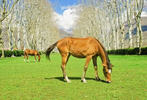 The horses Stock Photos