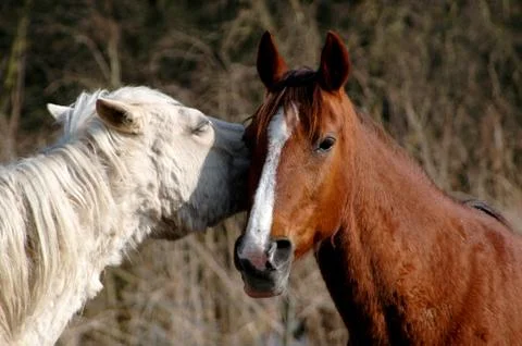 Horses Stock Photos