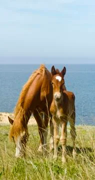 Horses Stock Photos