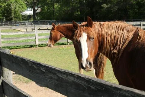 Horses Fotos Stock