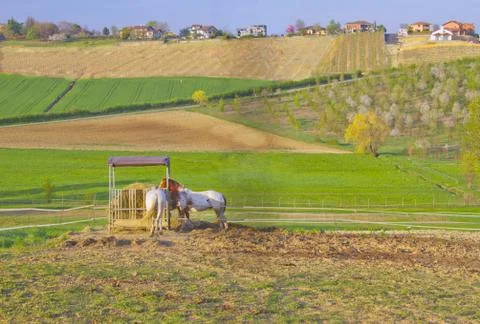 Horses Stock Photos