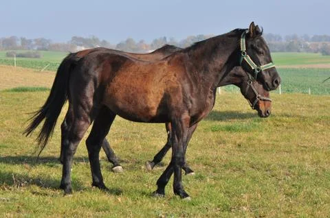 Horses Stock Photos