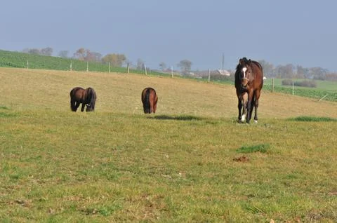 Horses Stock Photos