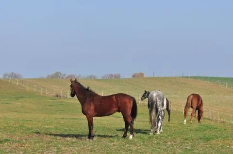 Horses Stock Photos