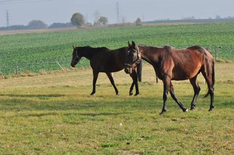 Horses Stock Photos