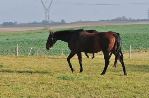 Horses Stock Photos