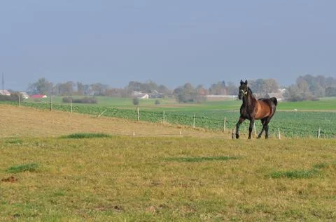 Horses Stock Photos