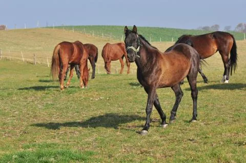 Horses Stock Photos