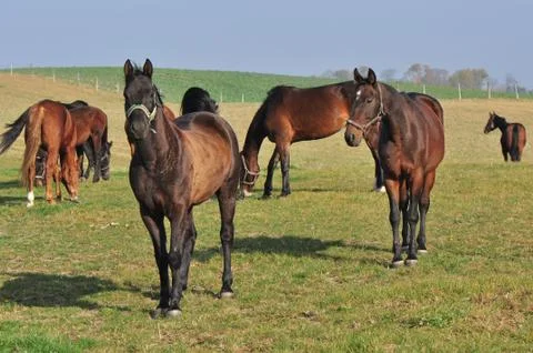 Horses Stock Photos
