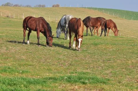 Horses Stock Photos