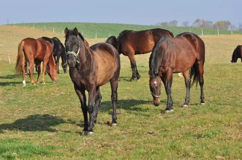 Horses Stock Photos