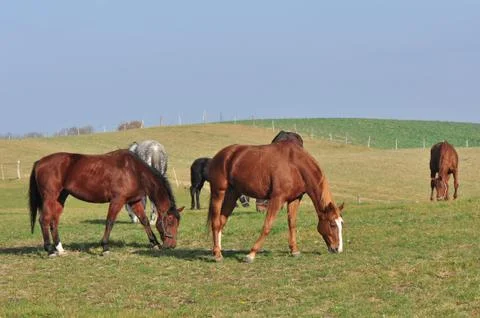 Horses Stock Photos