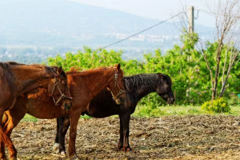 Horses Stock Photos