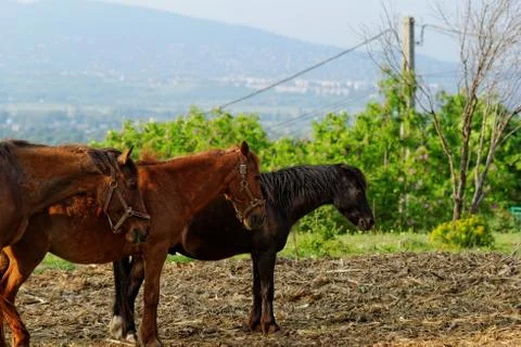 Horses Stock Photos