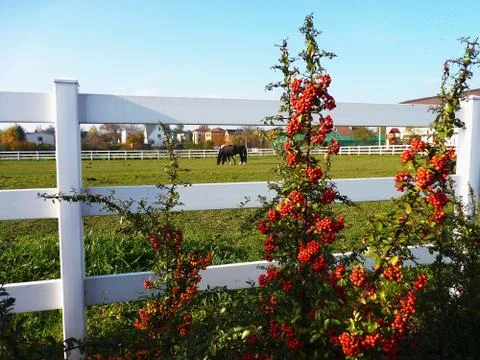 Horses Stock Photos