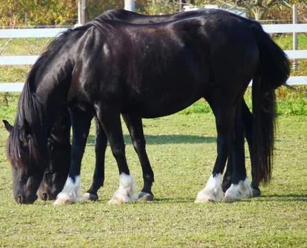 Horses Stock Photos