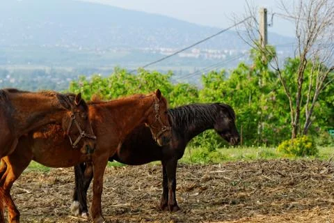 Horses Stock Photos