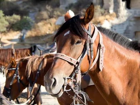 Horses Stock Photos
