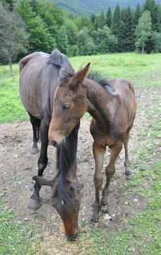 Horses Stock Photos
