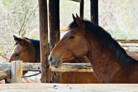 Horses Stock Photos