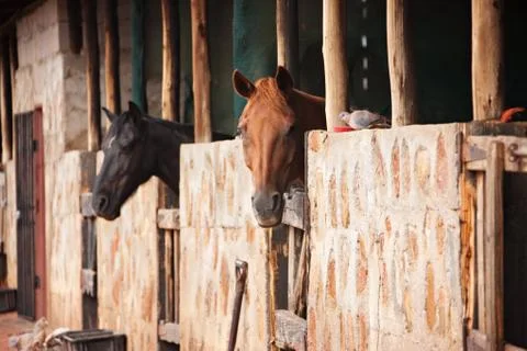 Horses Stock Photos