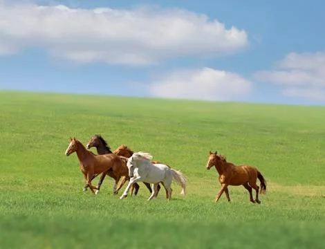 Horses Stock Photos