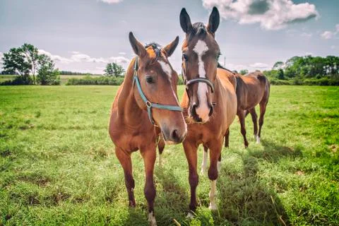 Horses 스톡 사진