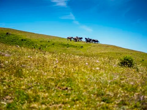Horses Stock Photos