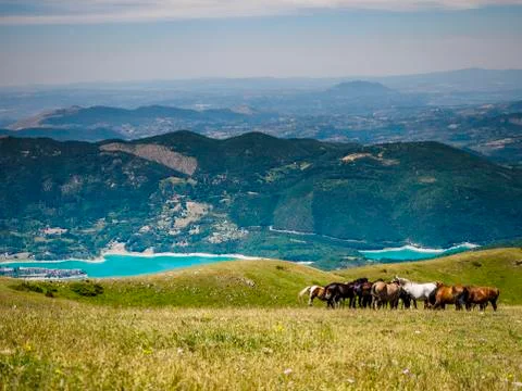 Horses Stock Photos