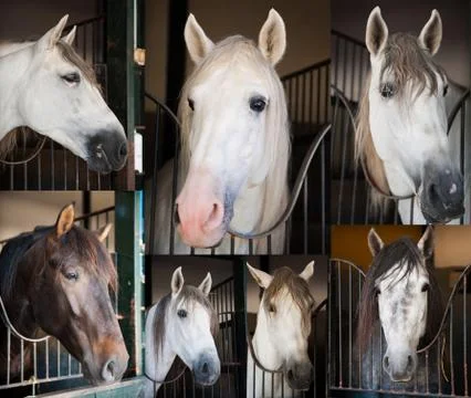 Horses Stock Photos