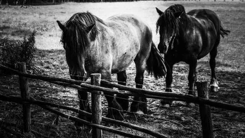 Horses Foto stock