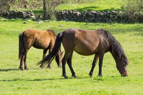 Horses Stock Photos