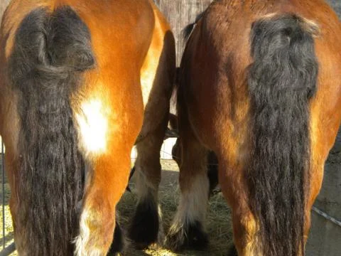 Horses Stock Photos