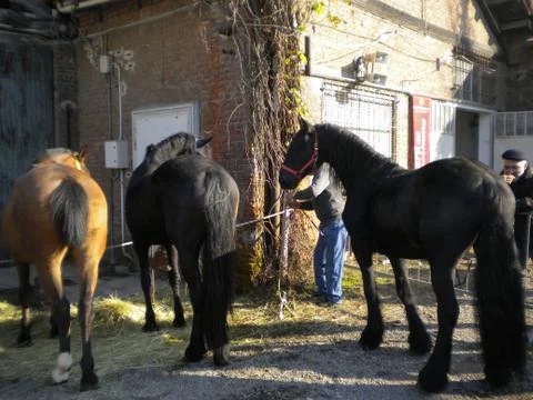 Horses Stock Photos