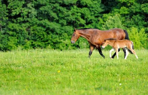 Horses Fotos de archivo