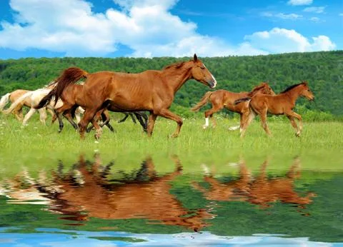 Horses Fotos de archivo