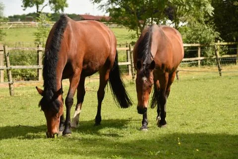 Horses Stock Photos