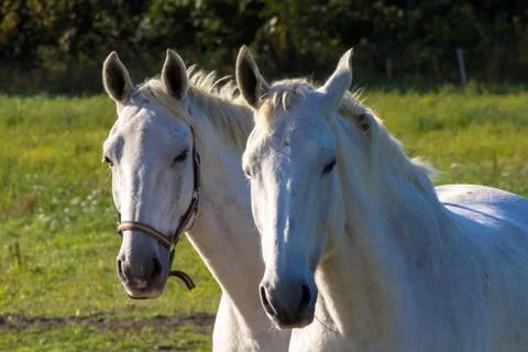 Horses Foto stock