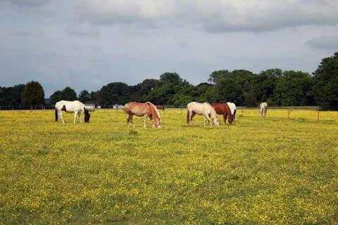 Horses Stock Photos