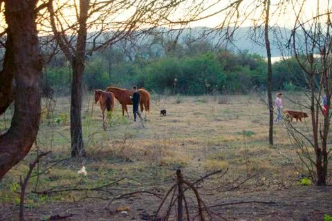 Horses Stock Photos