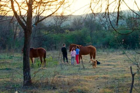 Horses Stock Photos