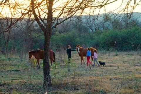 Horses Stock Photos