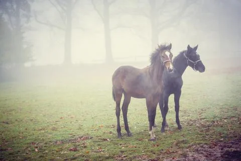 Horses Stock Photos