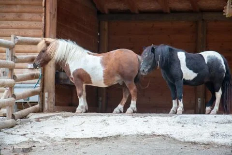 Horses Stock Photos