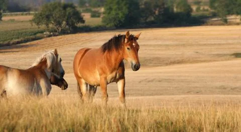 Horses Stock Photos