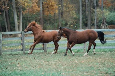 Horses Stockfoto's