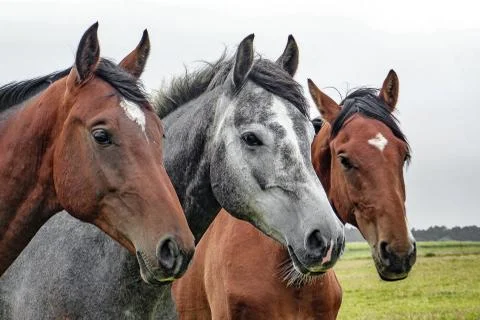 Horses Stock Photos